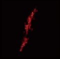 [MAA 048] LUX - Go and See / CD