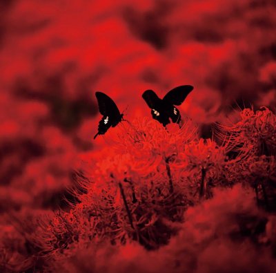 画像1: [ZDR 083] Ebola - Red Heaven / CD