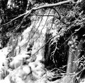 [HMP 121] Moloch - The Forest Kingdom / CD