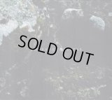 Downfall of Nur - Umbras e Forestas / DigiCD