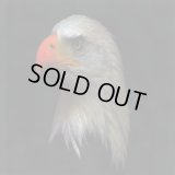 Sunchariot - Warrior of the Winds / CD