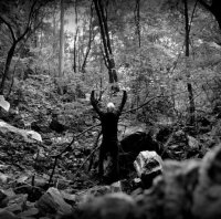 Bosc Fosc - Ramificacion del alma / CD