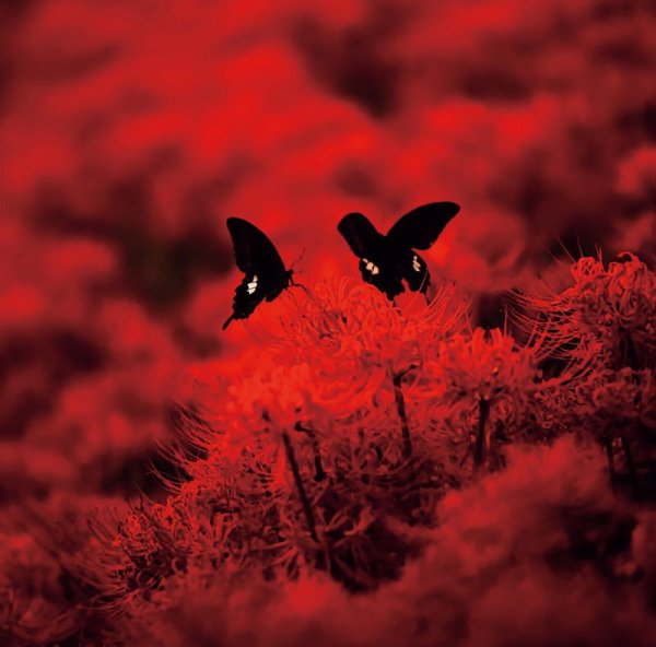 画像1: [ZDR 083] Ebola - Red Heaven / CD (1)