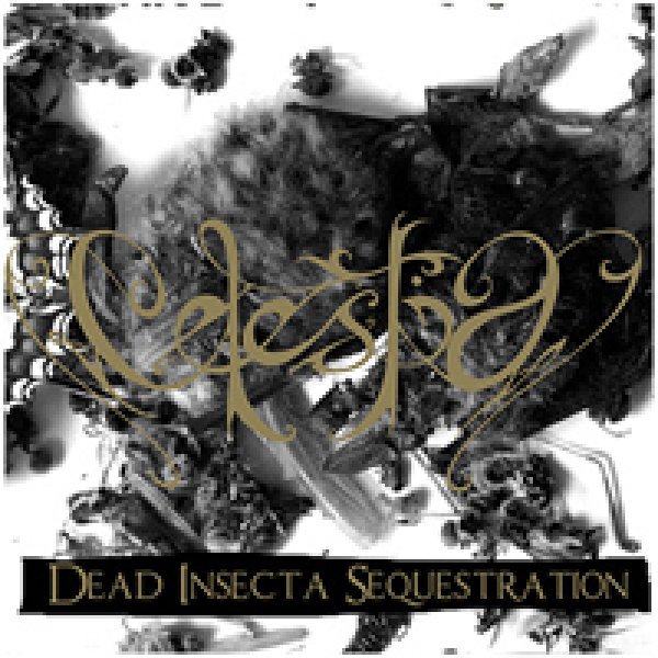 画像1: Celestia - Dead Insecta Sequestration / LP (1)