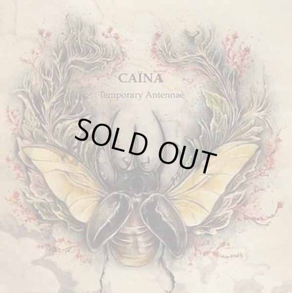 画像1: Caina - Temporary Antennae / DigiCD (1)