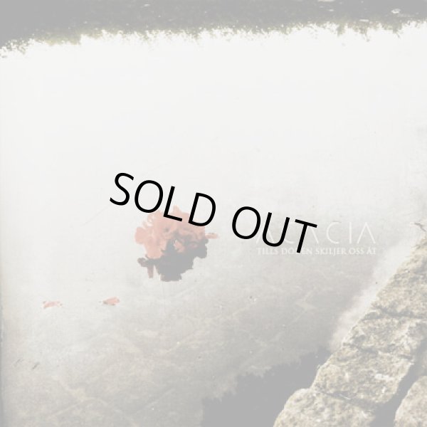 画像1: Acacia - Tills doden skiljer oss at / CD (1)