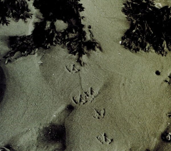 画像1: Morphinist - The Euphoria Session / SlipcaseCD (1)